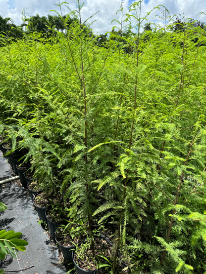 Bald Cypress, Shade Tree, Taxodium Distichum