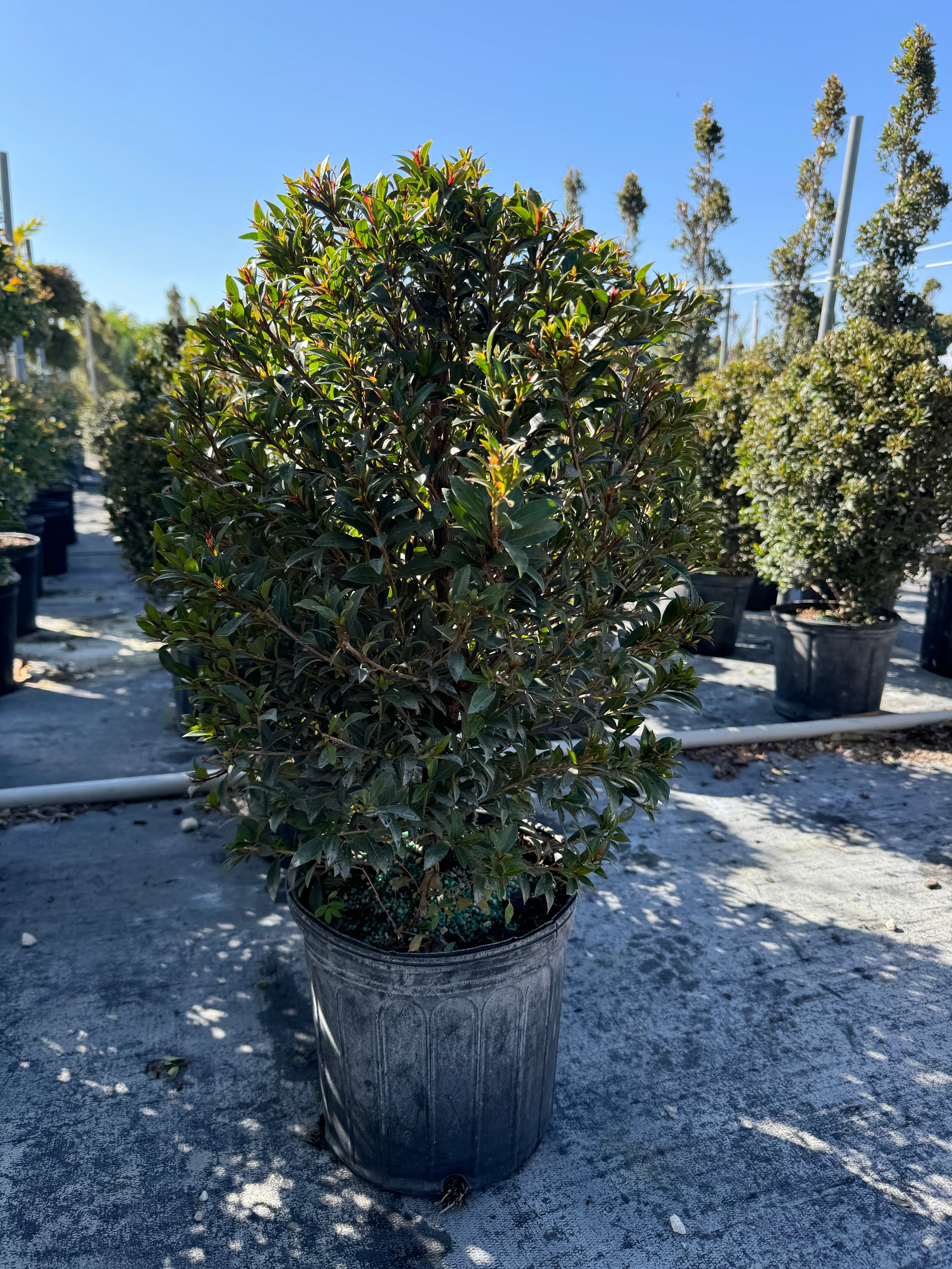 Topiary Eugenia Cosmic Egg Shape