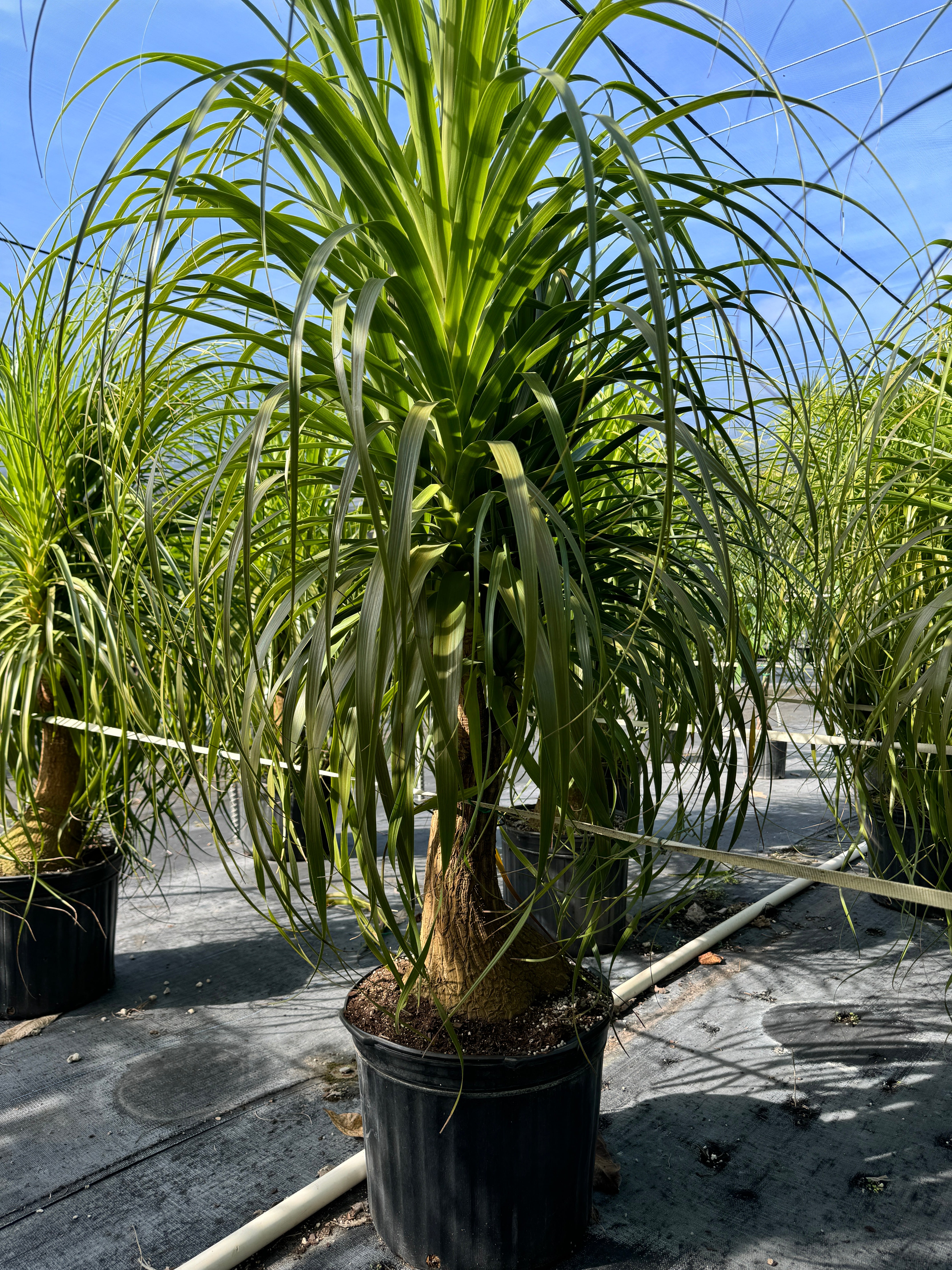 Ponytail Palm Bonsai