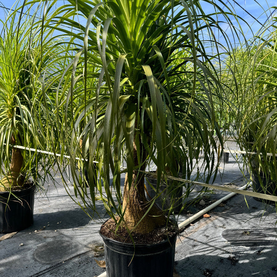 ponytail palm seeds for sale Explore Ponytail Palm Bonsai Collection