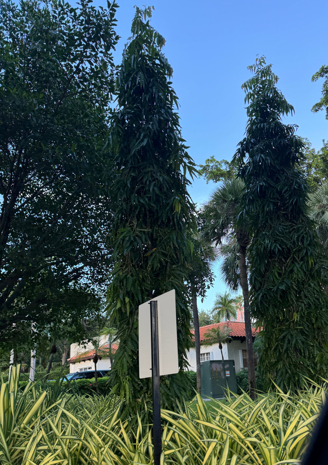 Mast Tree, Sorrowless Tree, False Ashoka