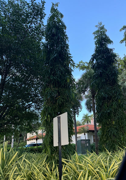 Mast Tree, Sorrowless Tree, False Ashoka