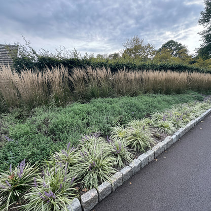 Liriope variegated A landscaped garden bed with mixed green and beige ornamental grasses and plants, bordered by a stone curb and a paved pathway under a cloudy sky.