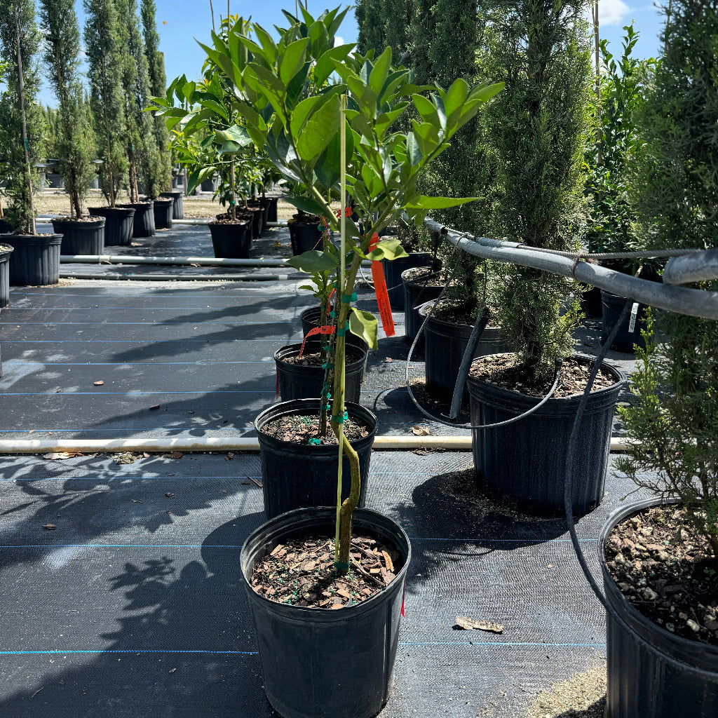 Citrus valencia orange tree