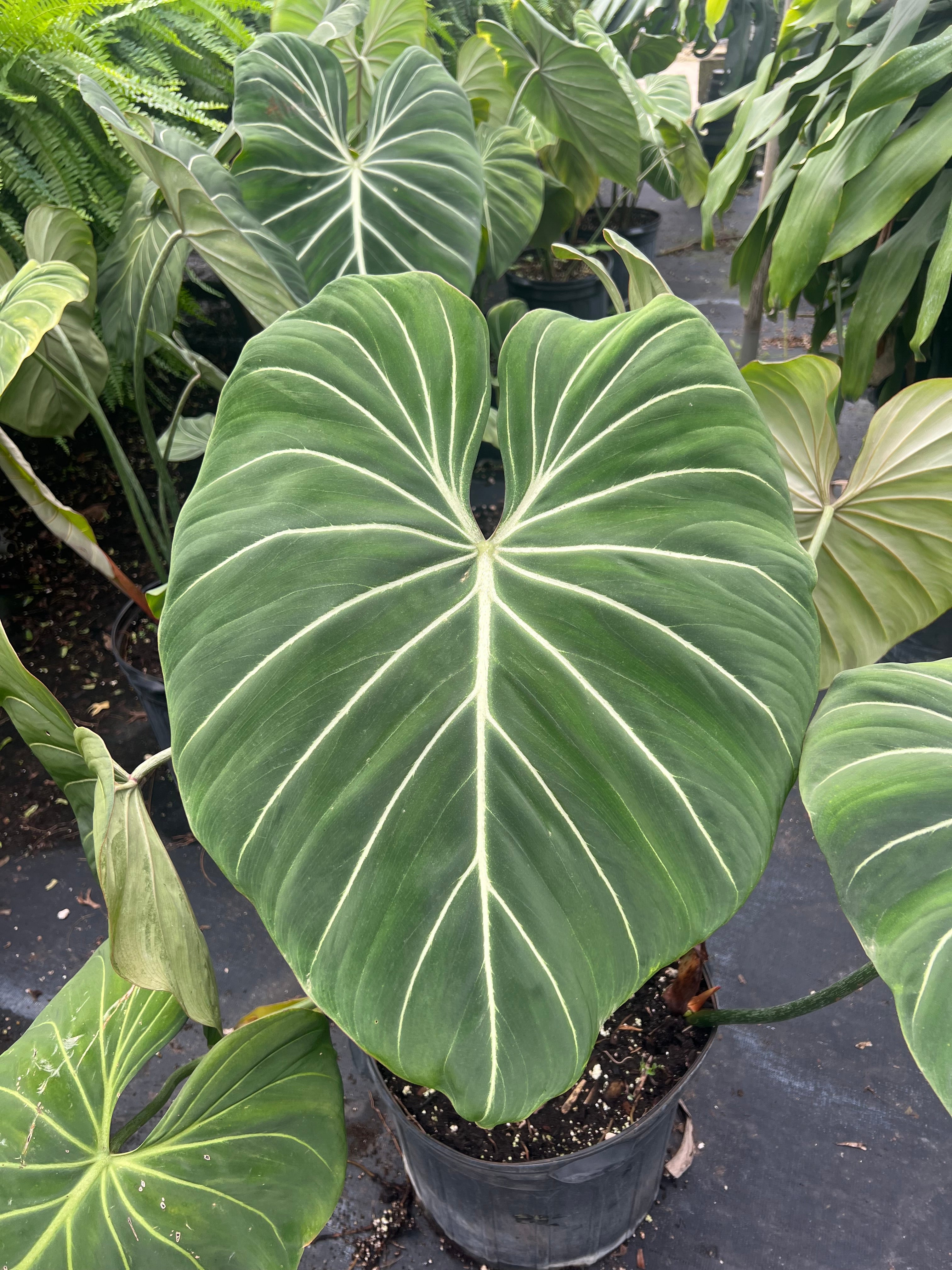 Philodendron Gloriosum 2 growth points velvet RARE Exotic Plant cheapest aroid houseplant aroid