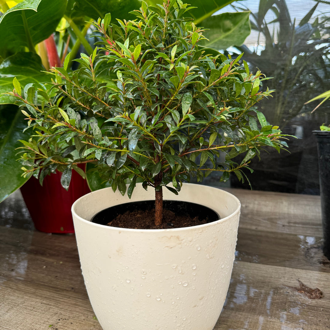 Topiary Eugenia Tree Form Bonsai in white pot