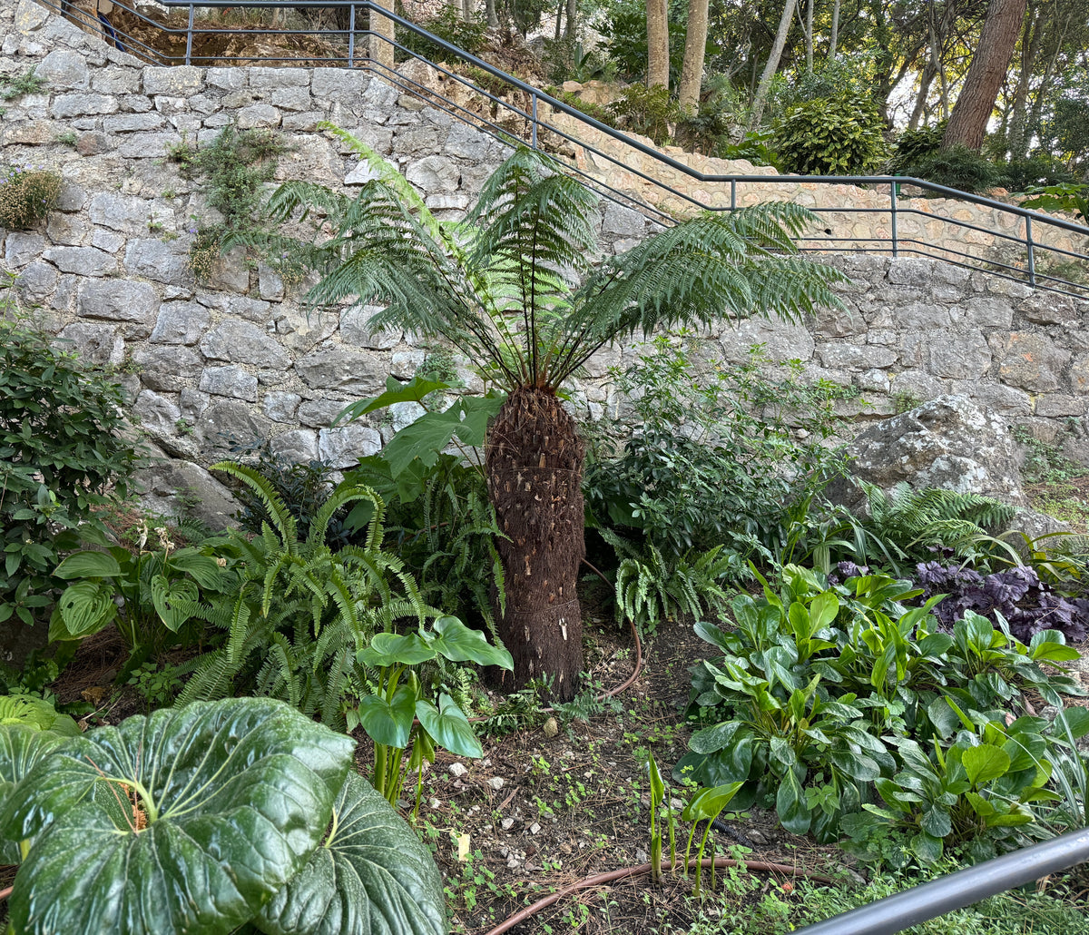 Australian Tree Fern, Alsophila Australis