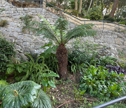 Australian Tree Fern, Alsophila Australis