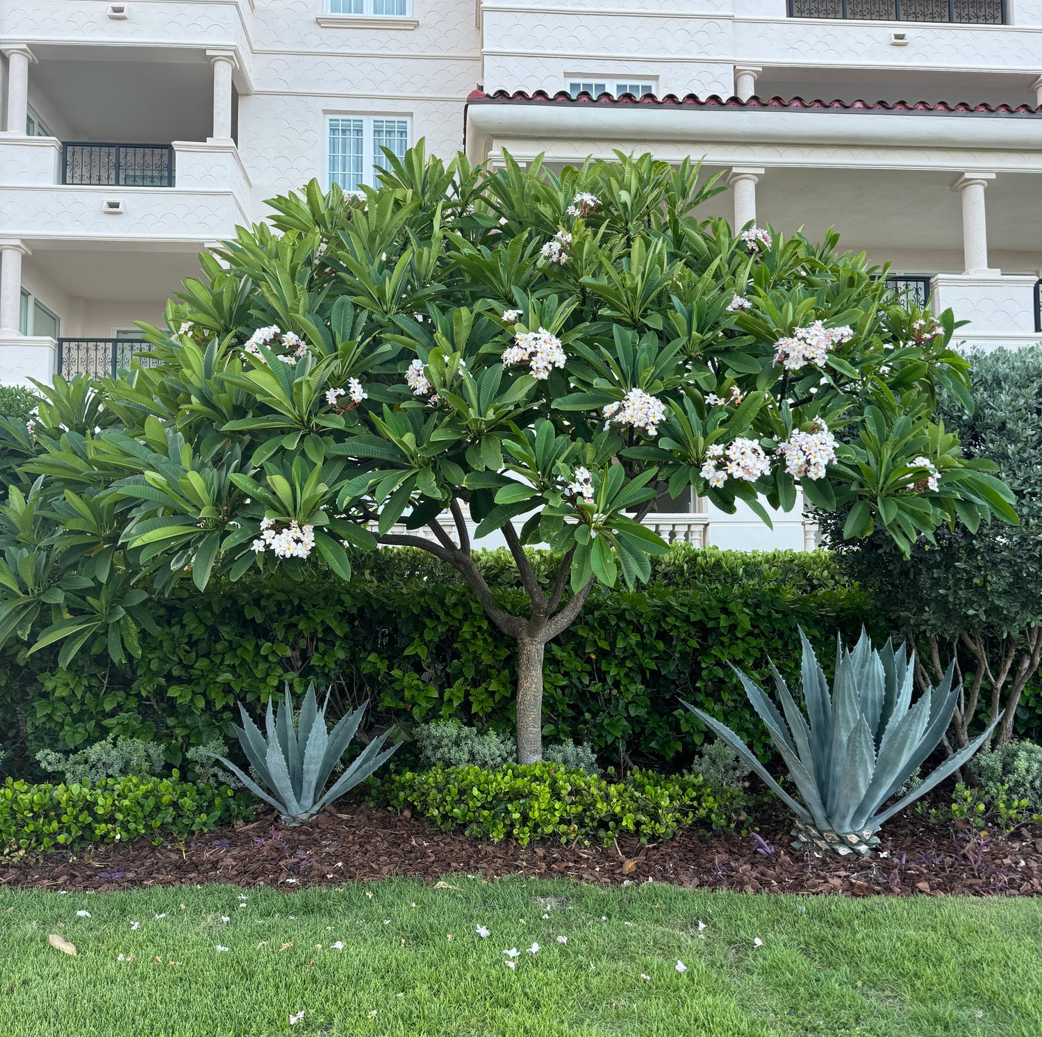 Plumeria Frangipani Obtusa White Orchid Flowering Tree