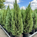 Juniperus scopulorum 'Medora' Rocky Mountain Juniper Tree | Eureka Farms