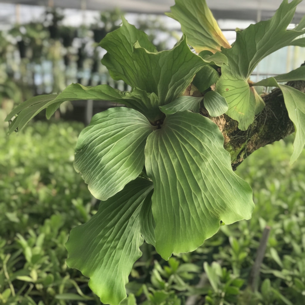 A close-up view of a lush Staghorn Fern featuring large, broad, bright green fronds with prominent textured veining, growing in a natural outdoor garden setting