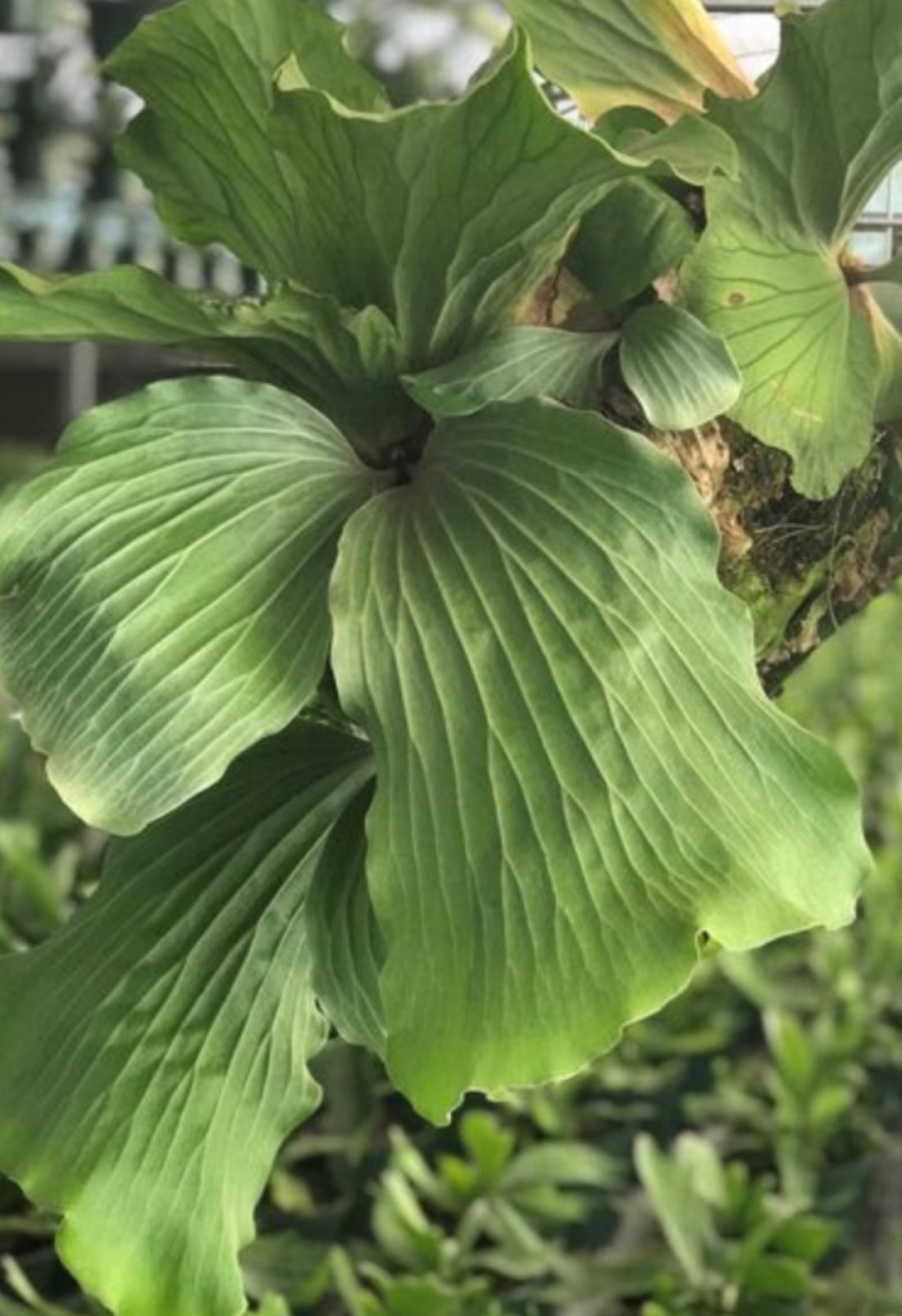 Staghorn Fern, Platycerium Elephantotis