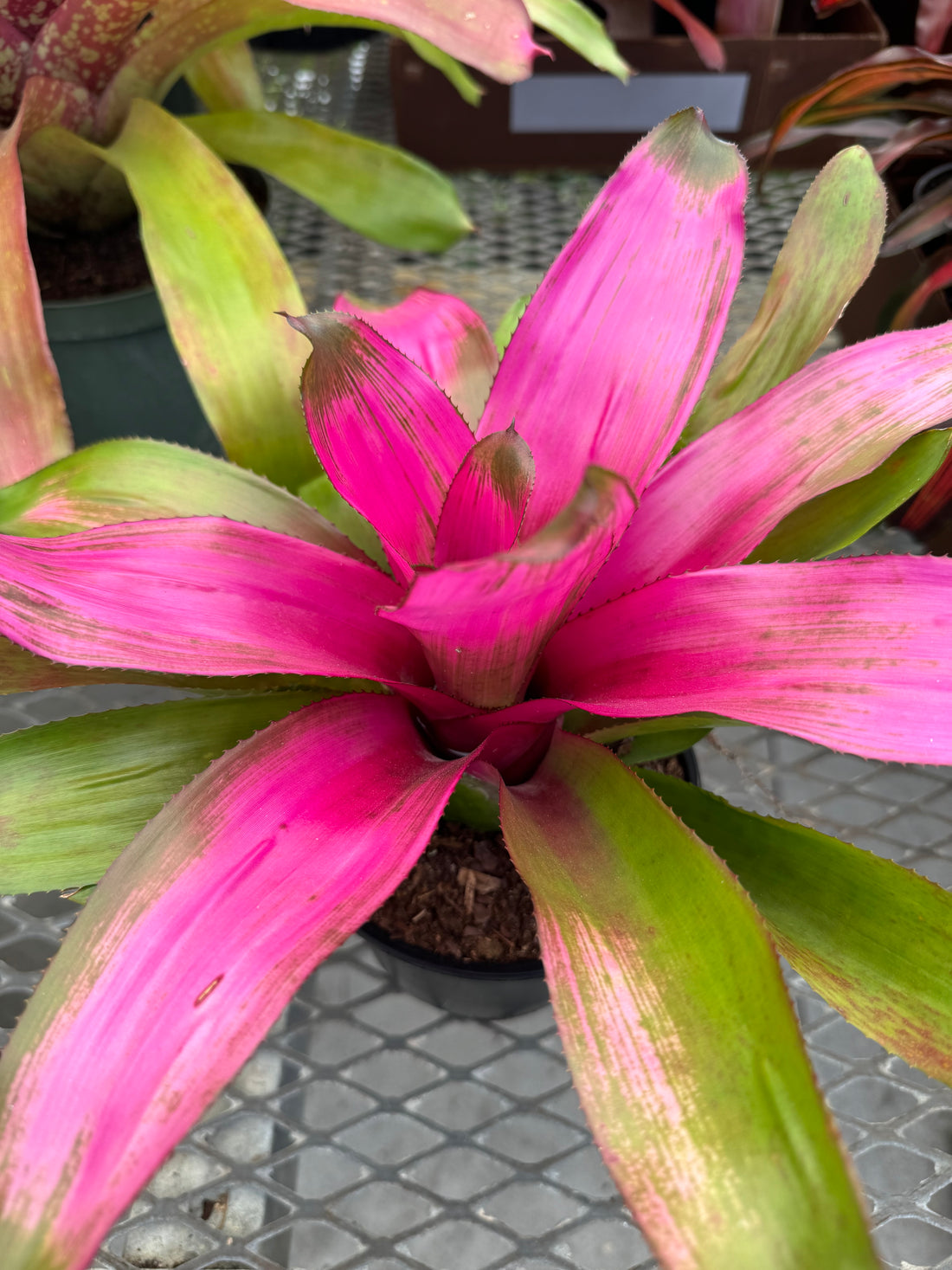 Bromeliad, Neoregelia Donna