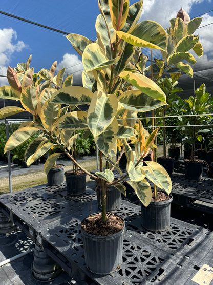 Ficus Tineke Tree Form Single Stem, Variegated Elastica Rubber Tree Decora