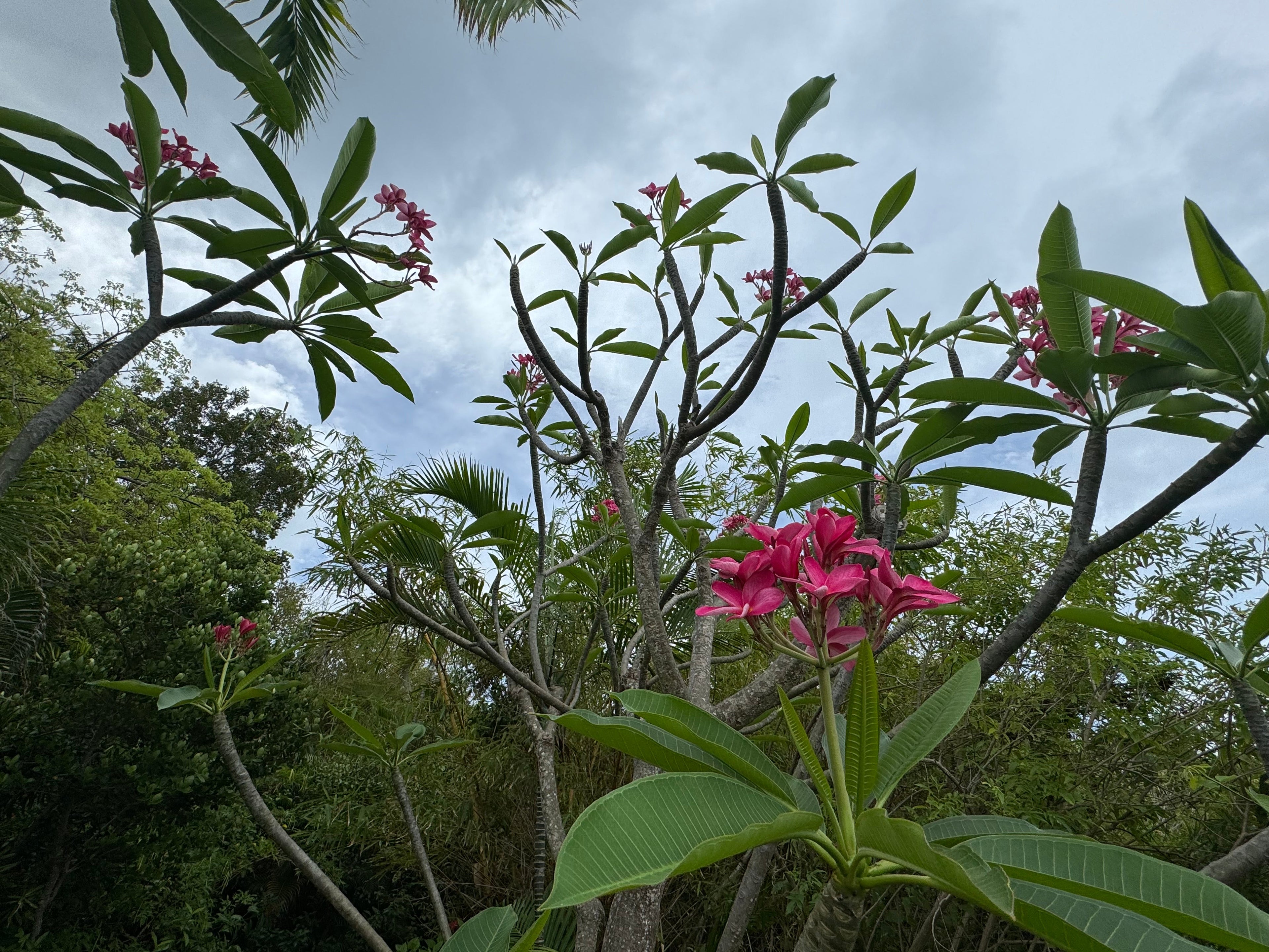 Plumeria Rubra Red Orchid Flowering Tree