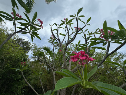 Plumeria Rubra Red Orchid Flowering Tree