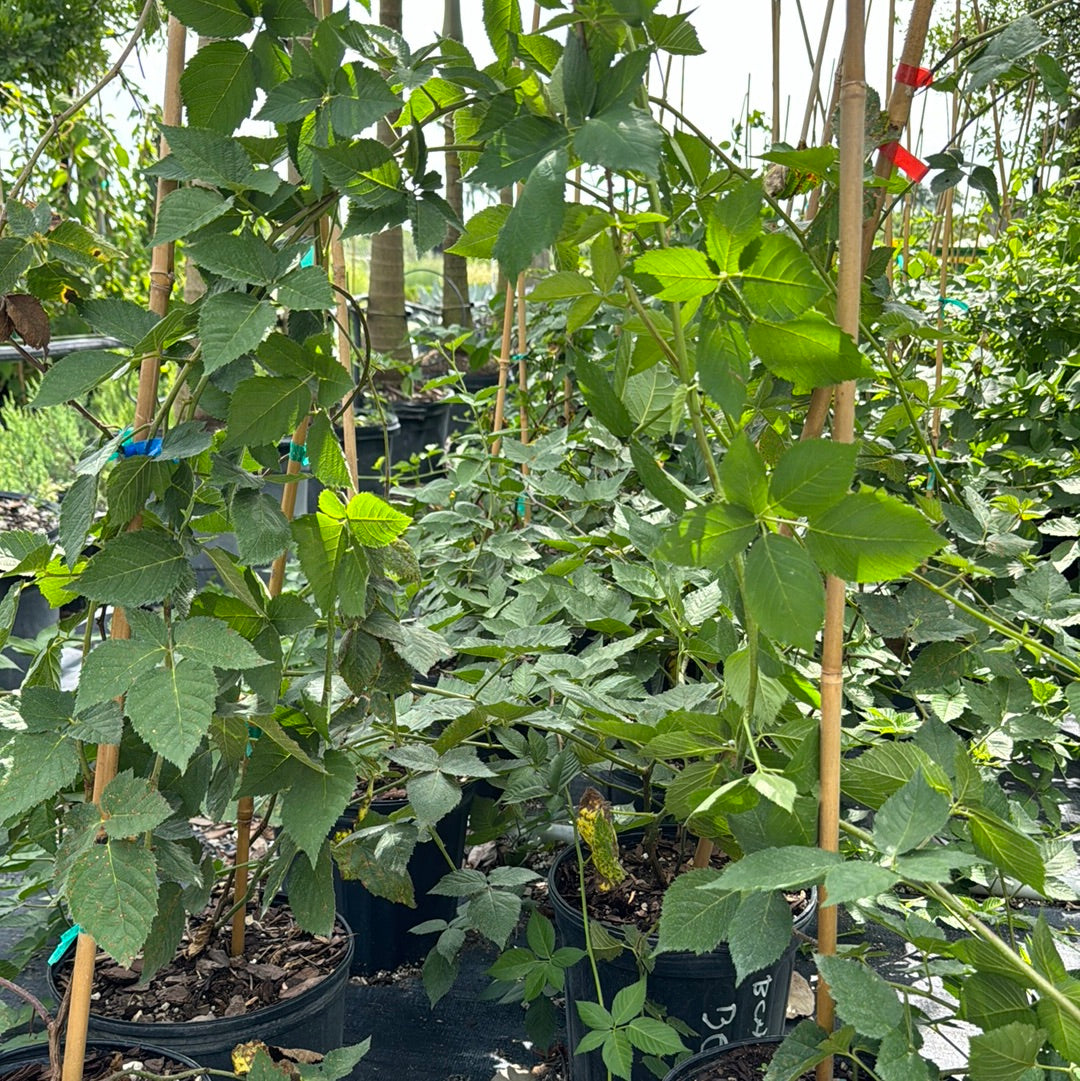 Blackberry Apache Fruit Tree, Rubus Fruticosus