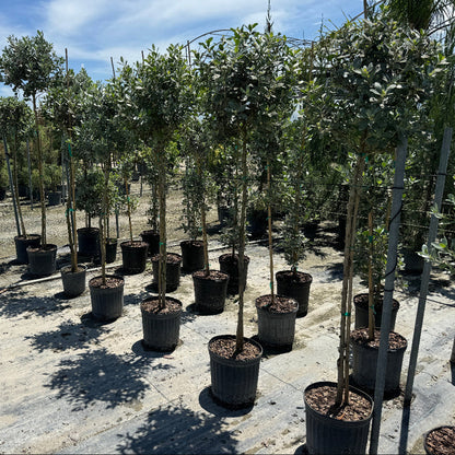 Topiary Silver Buttonwood 1 Ball Tree Form, Florida Landscape Tree in Lush green garden with agave plants and shrubs in front of a building.