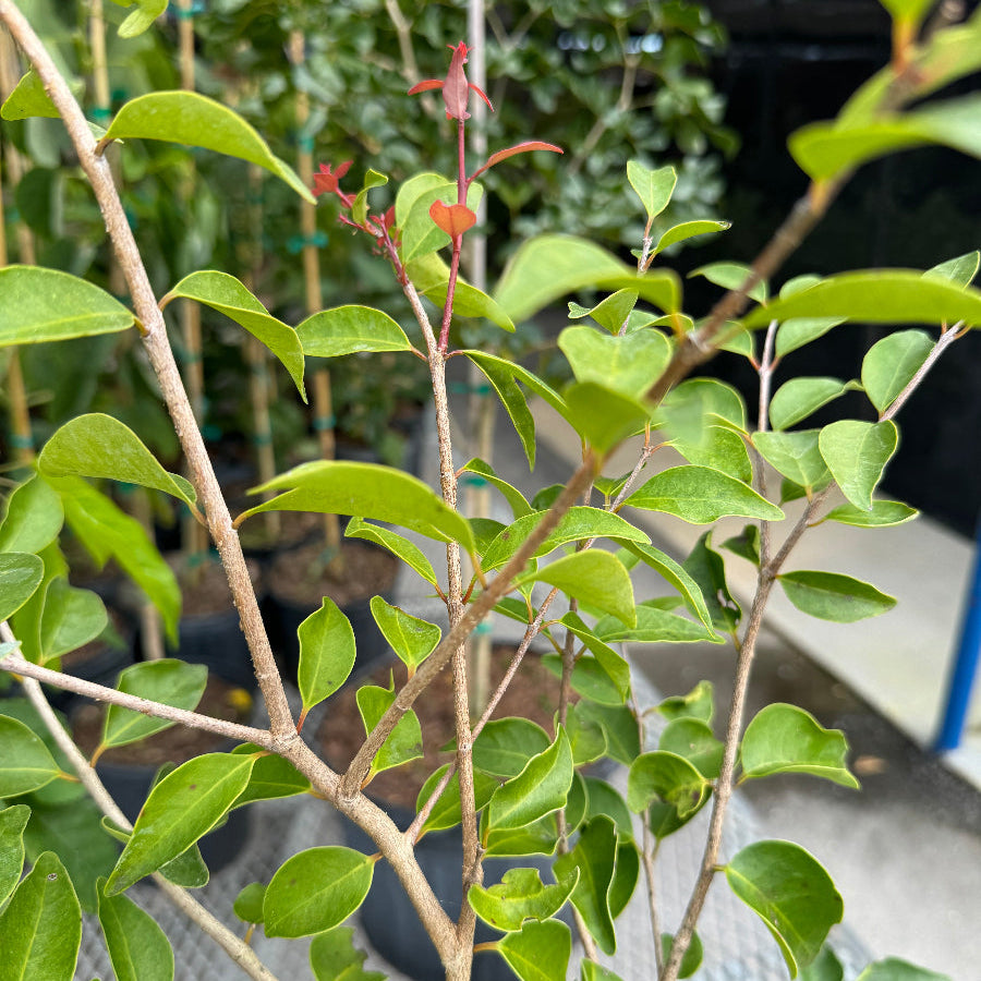 Red Stopper Flowering Tree, Eugenia Rhombea A close-up view of a young potted plant featuring thin, light-brown branching stems and vibrant green, oval-shaped leaves