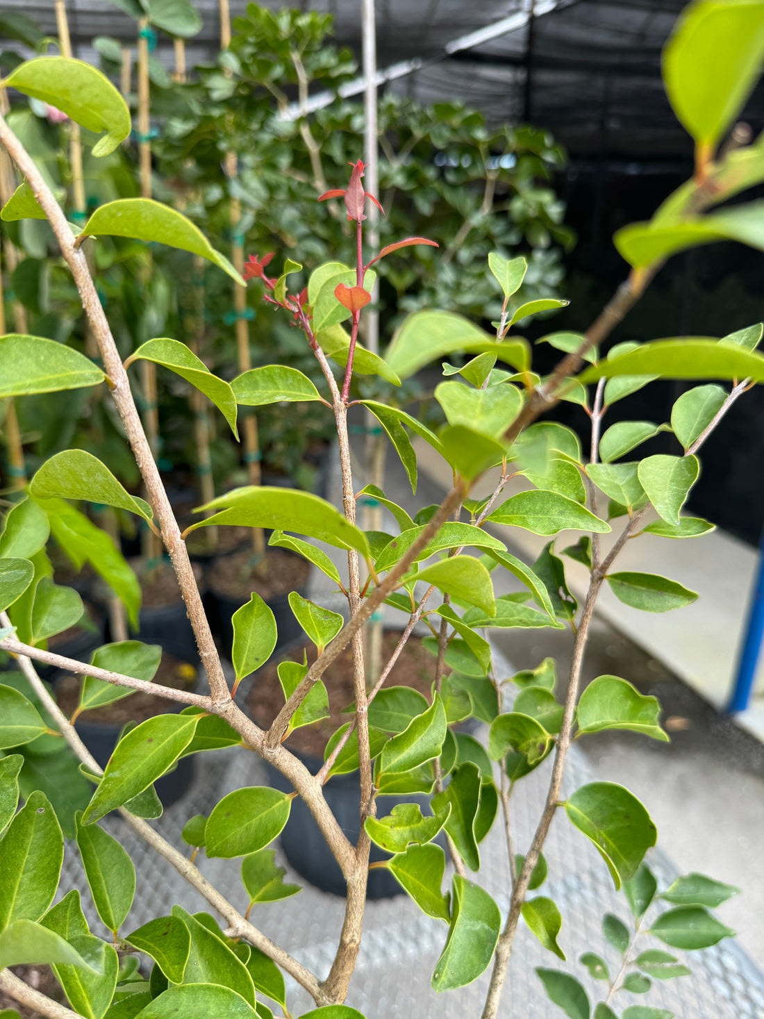 Red Stopper Flowering Tree, Eugenia Rhombea