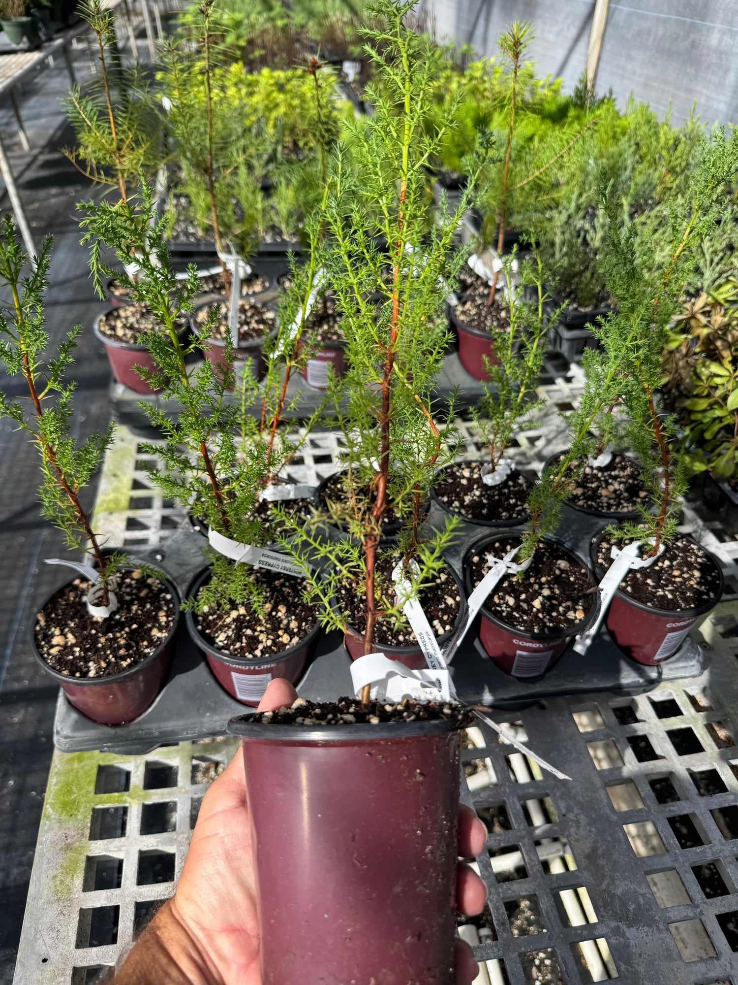 Monterey Cypress Tree, Cupressus Macrocarpa