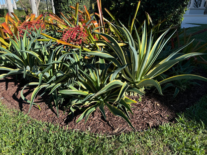 Agave Desmettiana Lurida