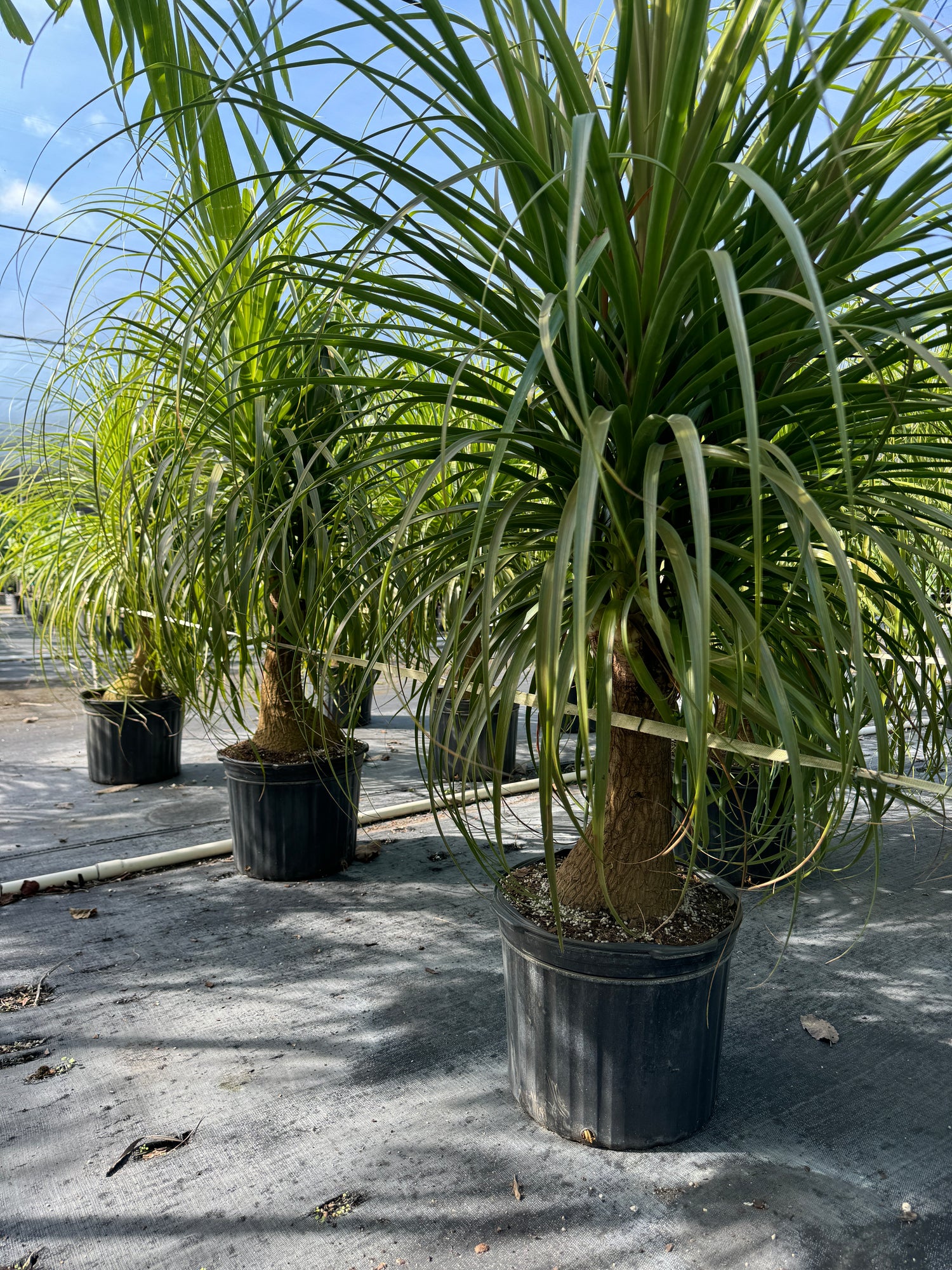 bonsai ponytail palm tree care Ponytail Palm Bonsai, Elephant's Foot Palm