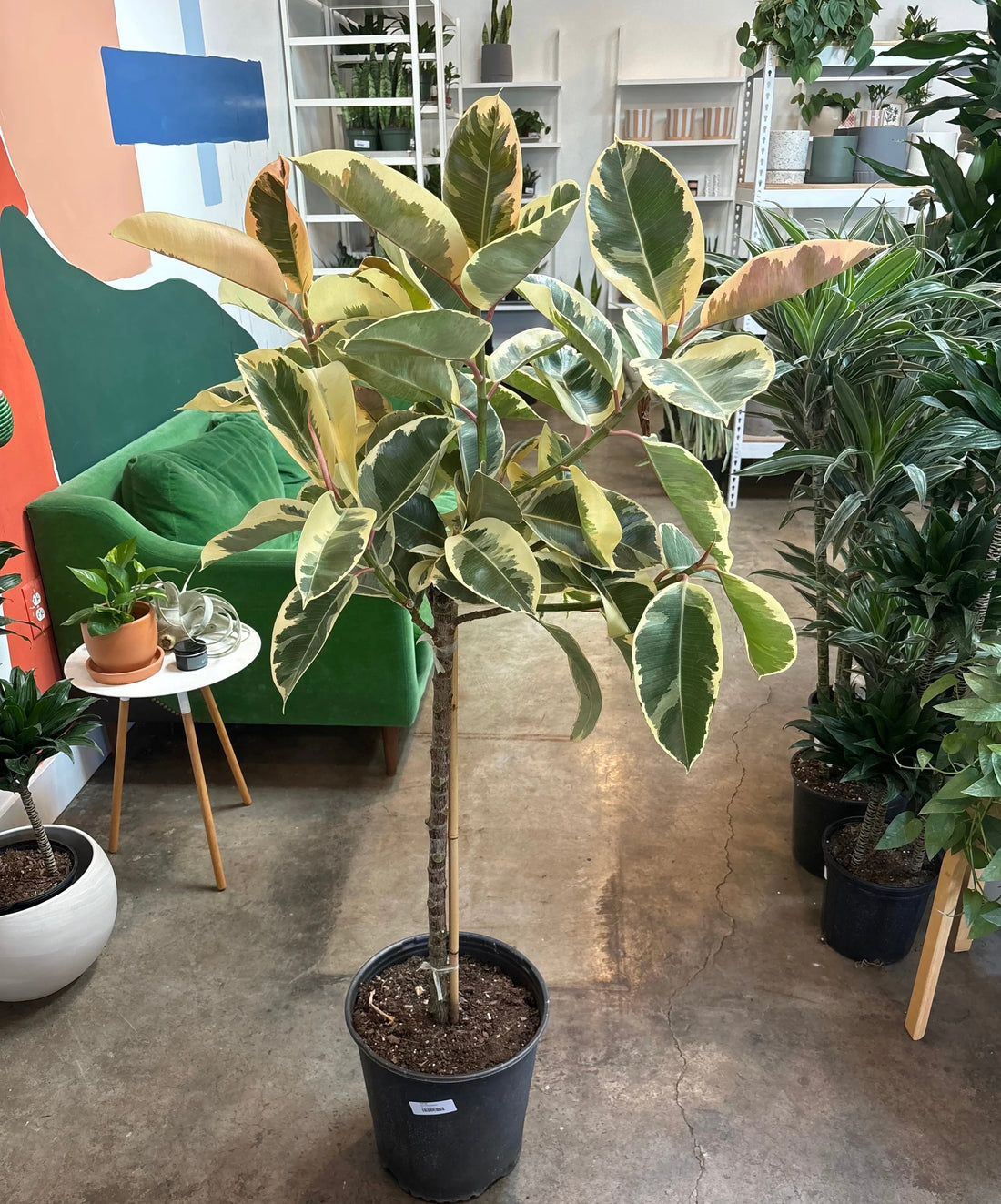 Ficus Tineke Tree Form Single Stem, Variegated Elastica Rubber Tree Decora