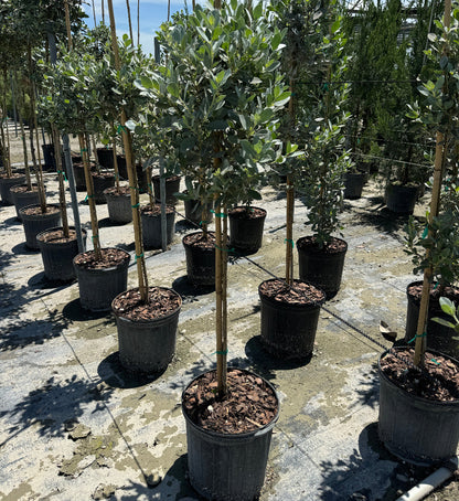 Topiary Silver Buttonwood 1 Ball Tree Form, Florida Landscape Tree in Lush green garden with agave plants and shrubs in front of a building.