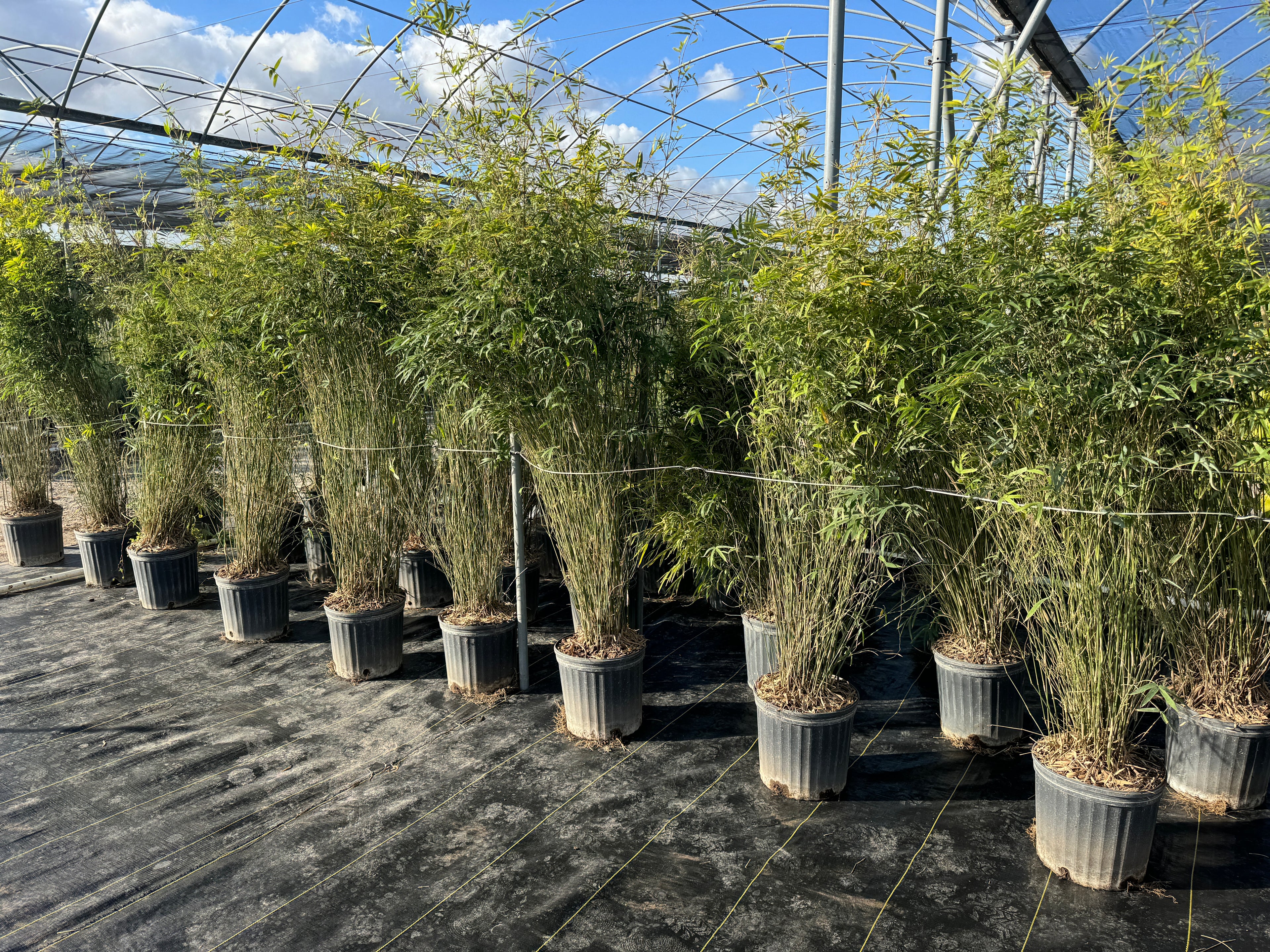 Graceful Gracilis Bamboo, Slender Weaver