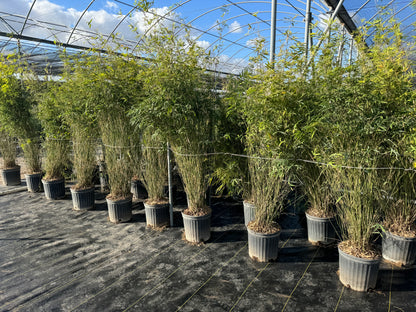 Graceful Gracilis Bamboo, Slender Weaver