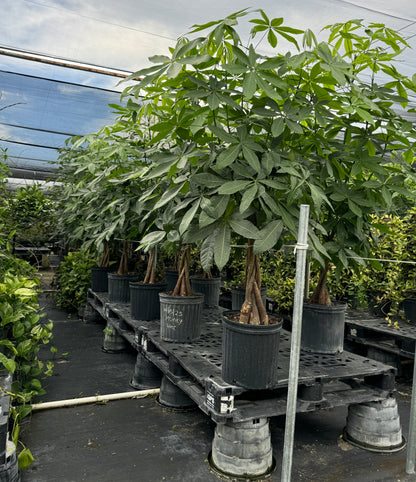 Money Tree Braided, Tree Form, Pachira Aquatica, Good Luck Tree