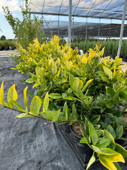 Howardi Ligustrum, Golden Wax Leaf Privet