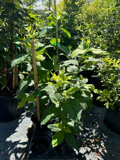 Peanut Butter Fruti Tree, Bunchosia argentea