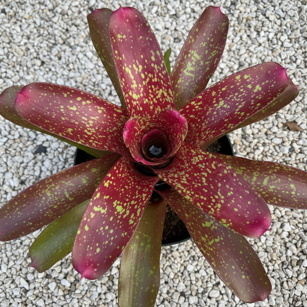 Bromeliad, Neoregelia Jenga close up 