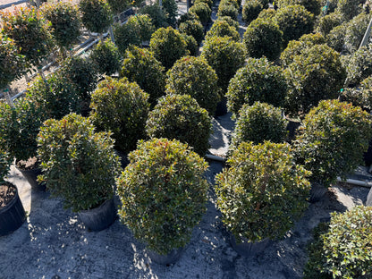 Topiary Eugenia Cosmic Egg Shape