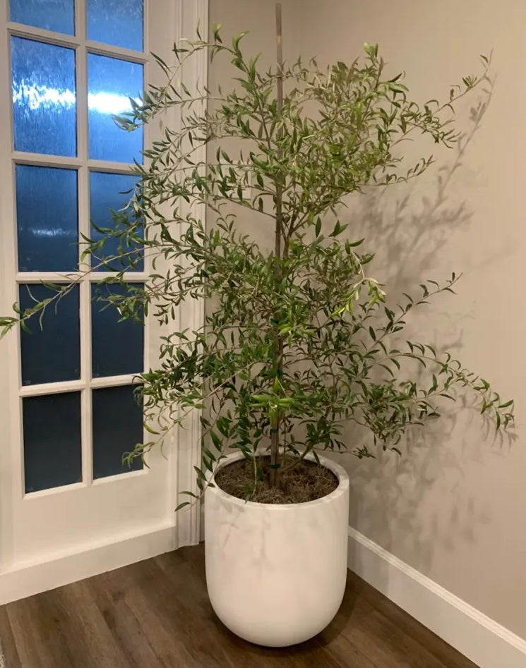 olive plants indoor Arbequina Olive Tree Olea Europaea