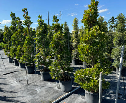 Topiary Spiral Japanese Blueberry Tree