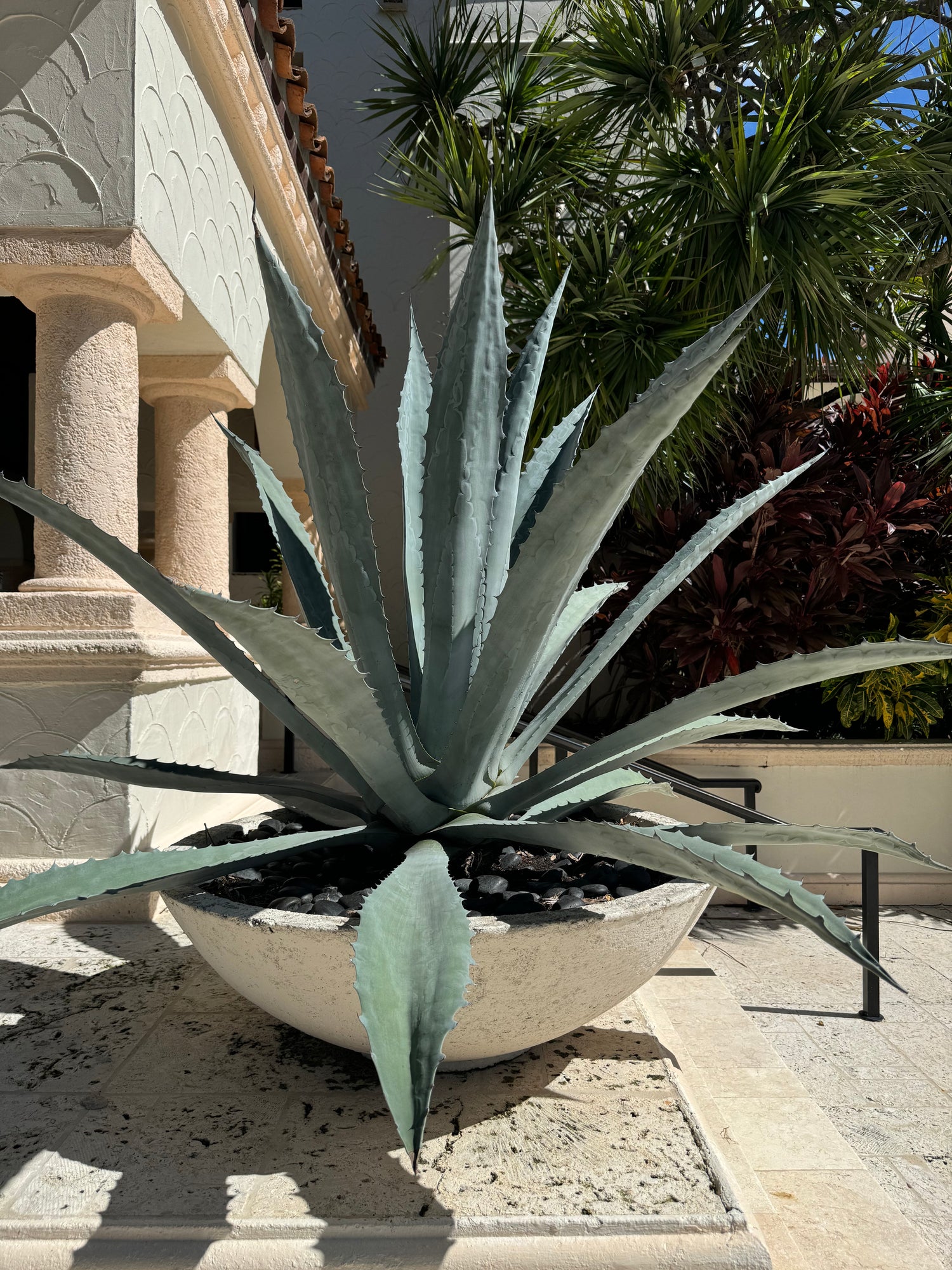 American Blue Agave Century Plant, Agave Americana