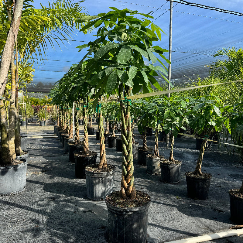 extra large money tree Buy Braided Money Tree Large Trunk - Good Luck Tree
