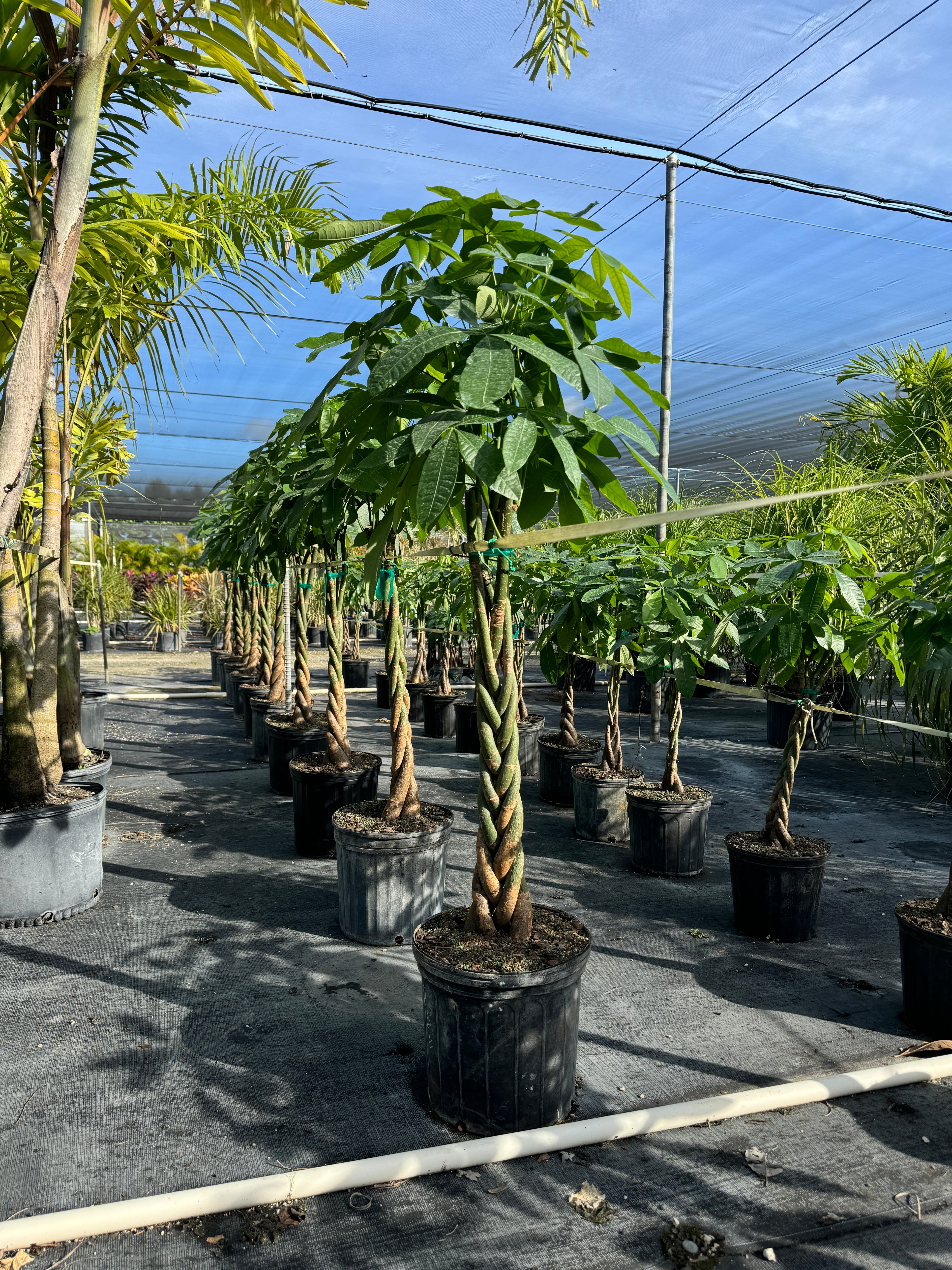 Money Tree Braided, Large Trunk Tree Form, Pachira Aquatica