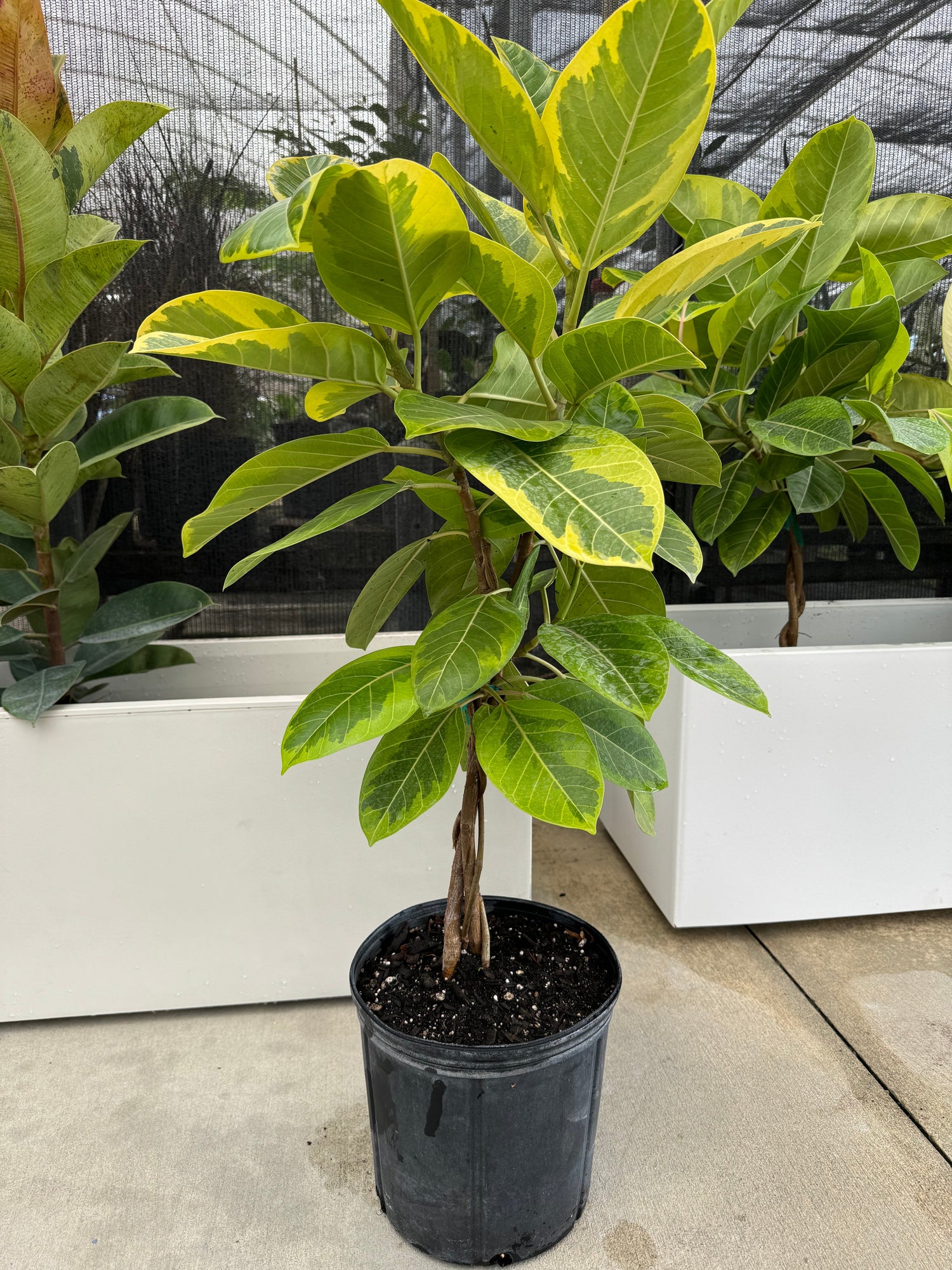 Ficus Altissima Tree Form Single Stem, Variegated Yellow Gem Rubber Tree