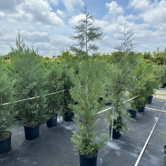 Explore Our Murray Leyland Cypress | Eureka Farms