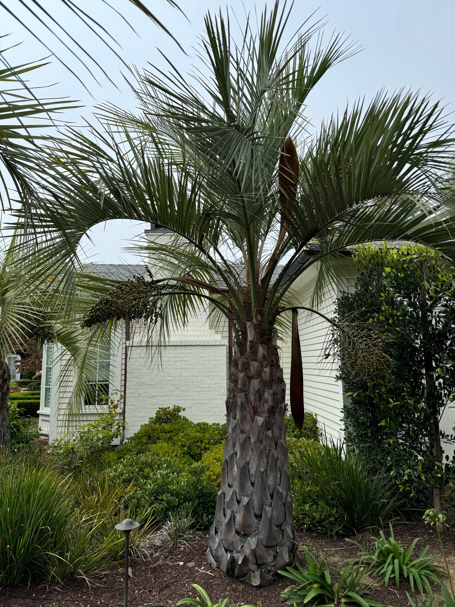 Pindo Palm, Jelly Palm, Cocos Australis