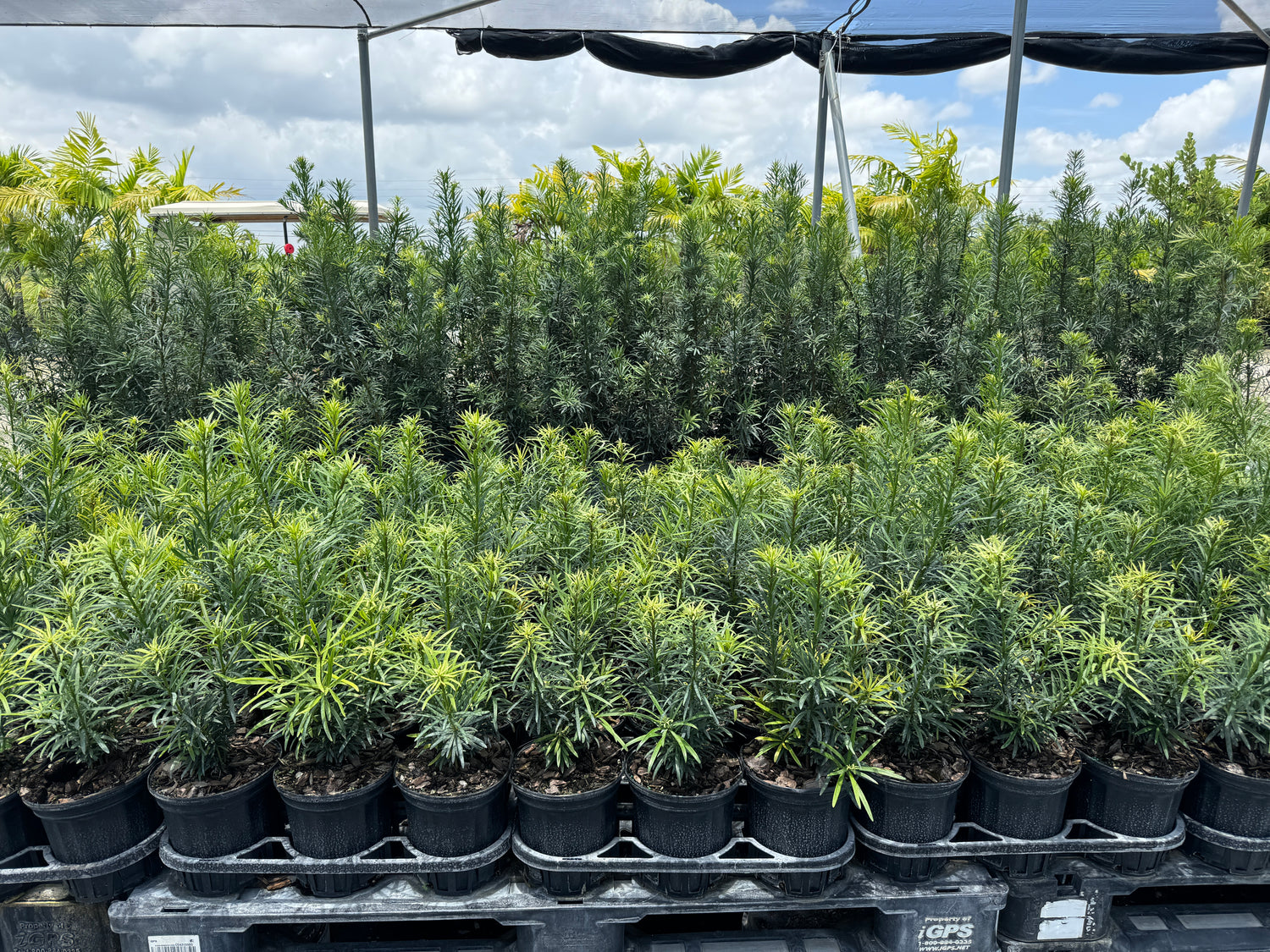 Yew Podocarpus Bush Maki, Japanese Yew
