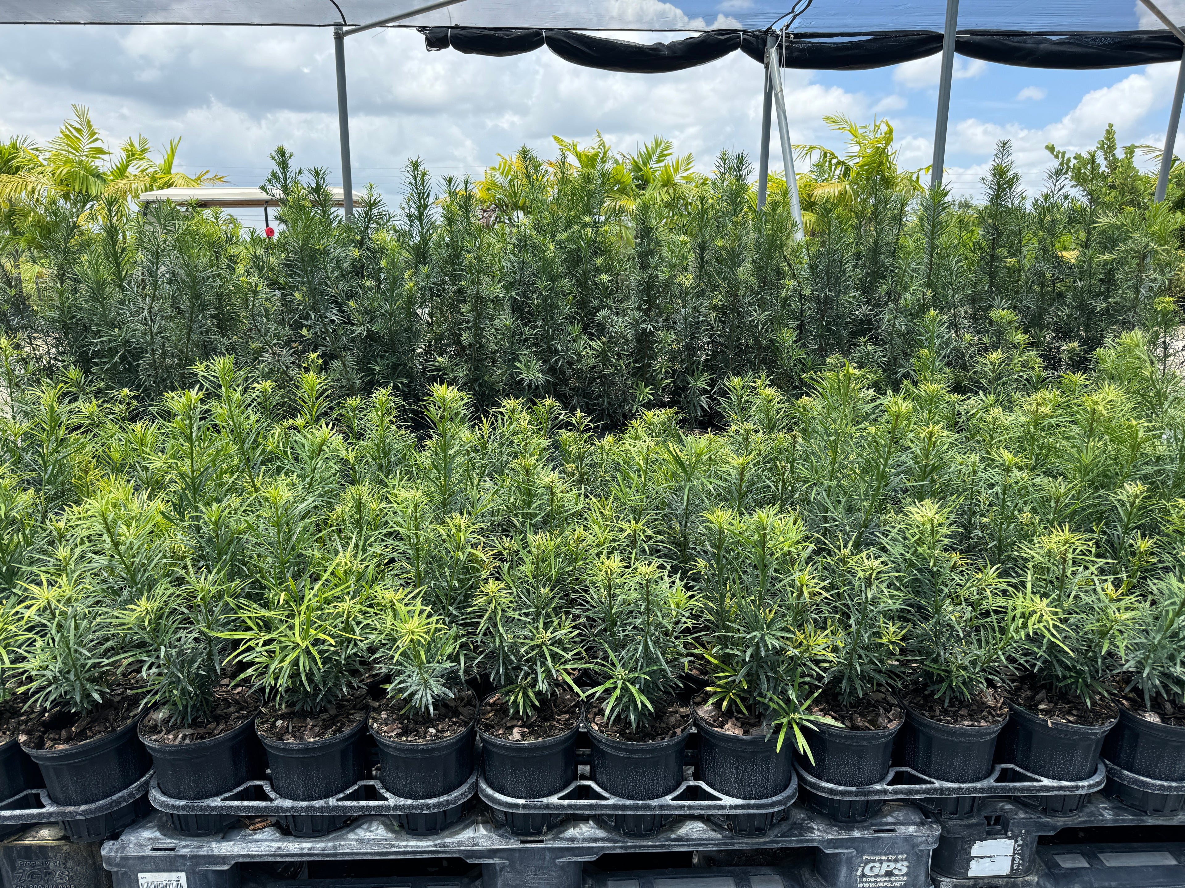 Yew Podocarpus Bush Maki, Japanese Yew