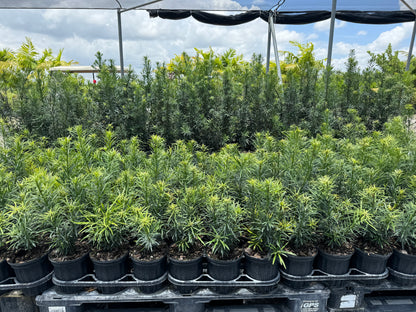 Yew Podocarpus Bush Maki, Japanese Yew