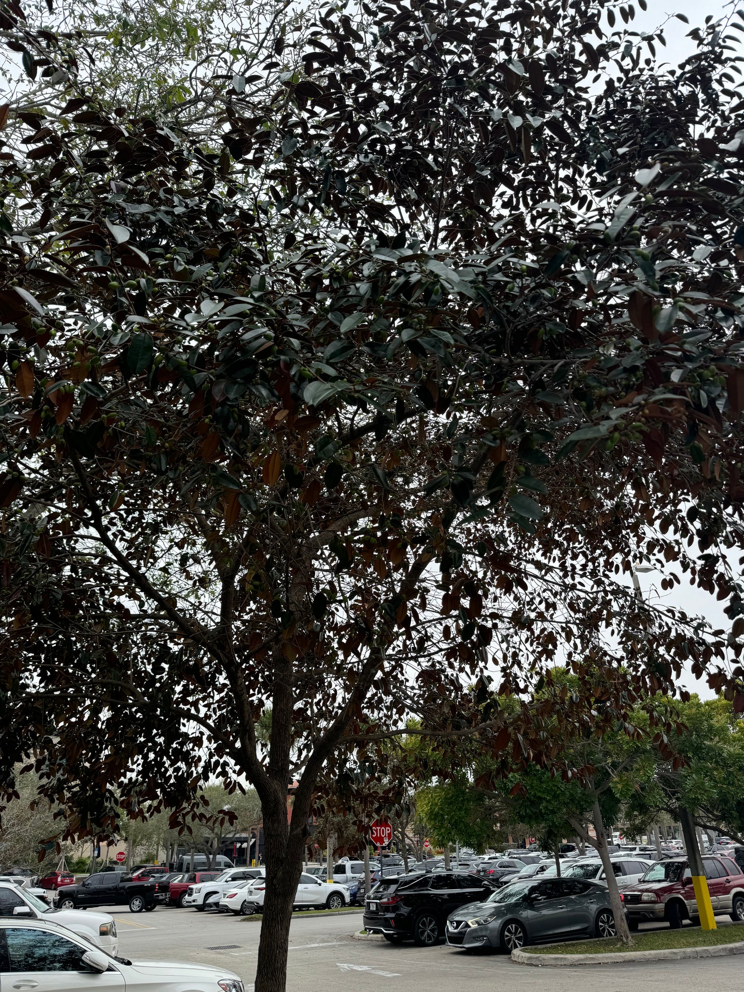 Satin Leaf Fruit Tree, Chrysophyllum Cainito