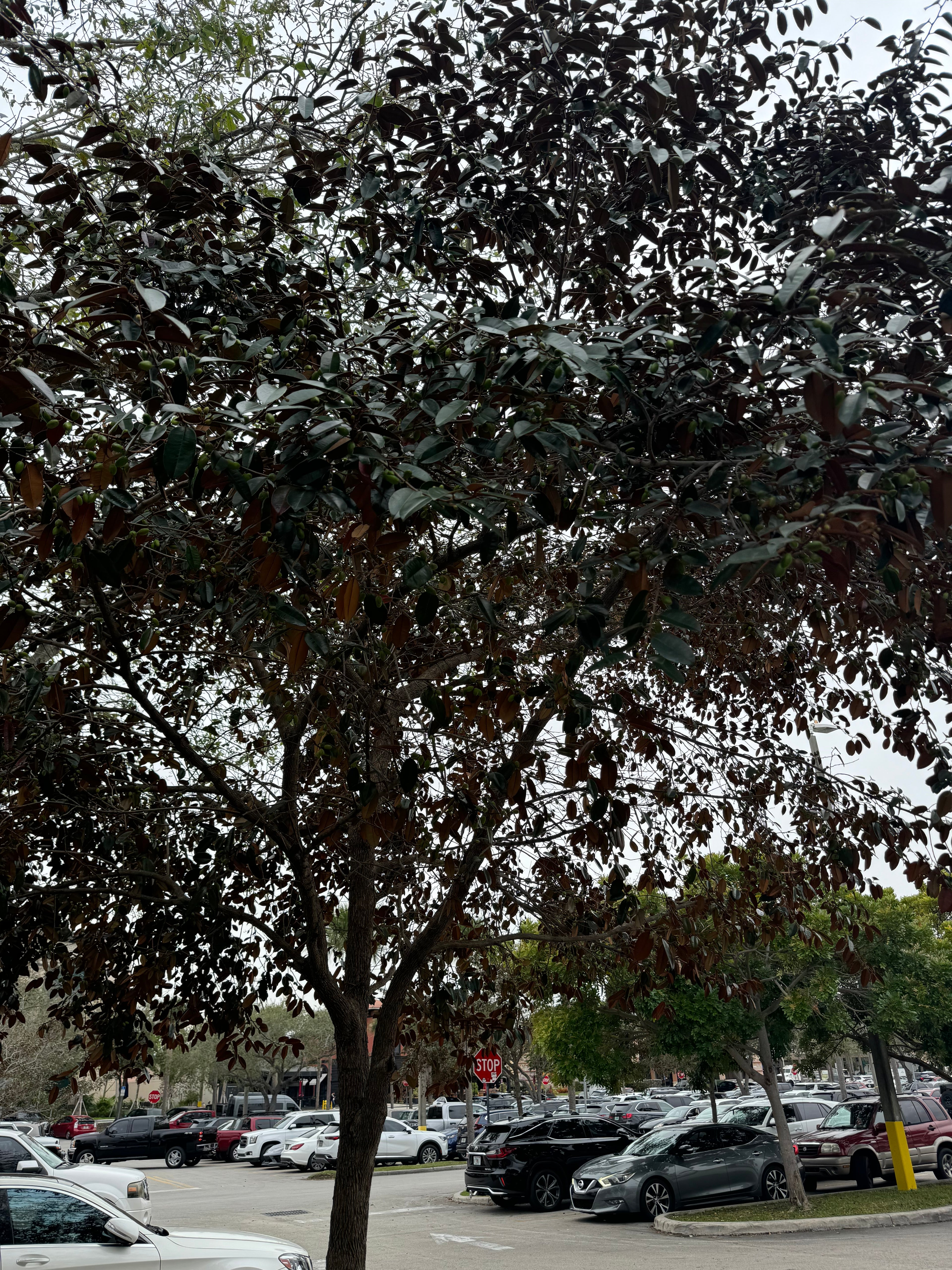 Satin Leaf Fruit Tree, Chrysophyllum Cainito