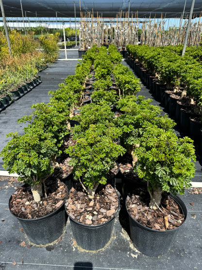 Aralia Hawaiian Ming, Polyscias Fruticosa (Ming Aralia)